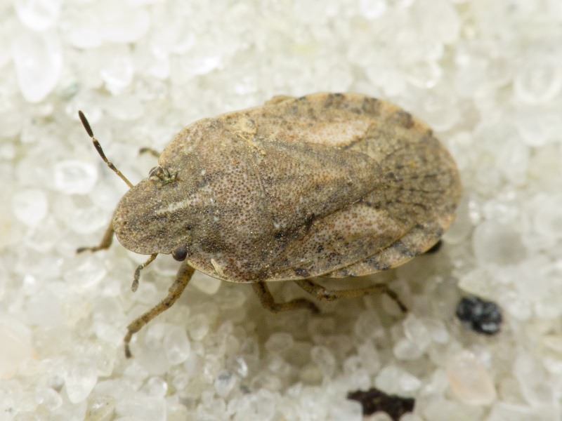 Sciocoris distinctus Fieber, 1851